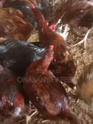 Amo Male Noiler Chicken 4 Months