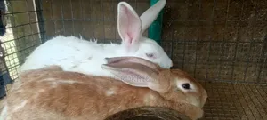 Rabbit Sales