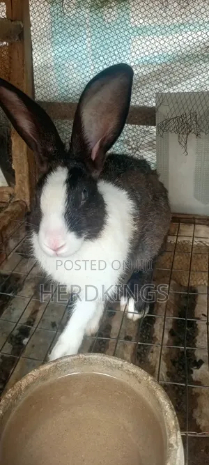 Foreign Rabbits