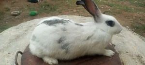 Foreign Rabbit Breeds