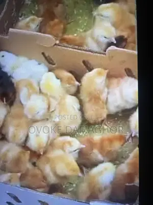 Day Old Noiler