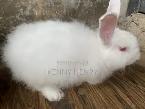 Matured Rabbit
