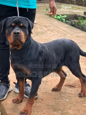 1+ year Male Purebred Rottweiler