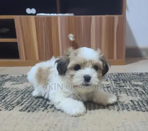 1-3 months Male Purebred Lhasa Apso