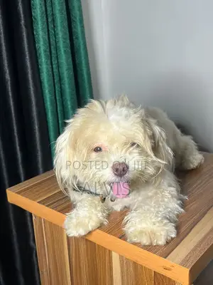 1+ year Female Purebred Lhasa Apso