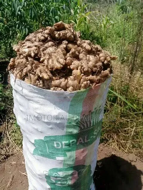 Ginger in Bags and Large Quantity for Sale