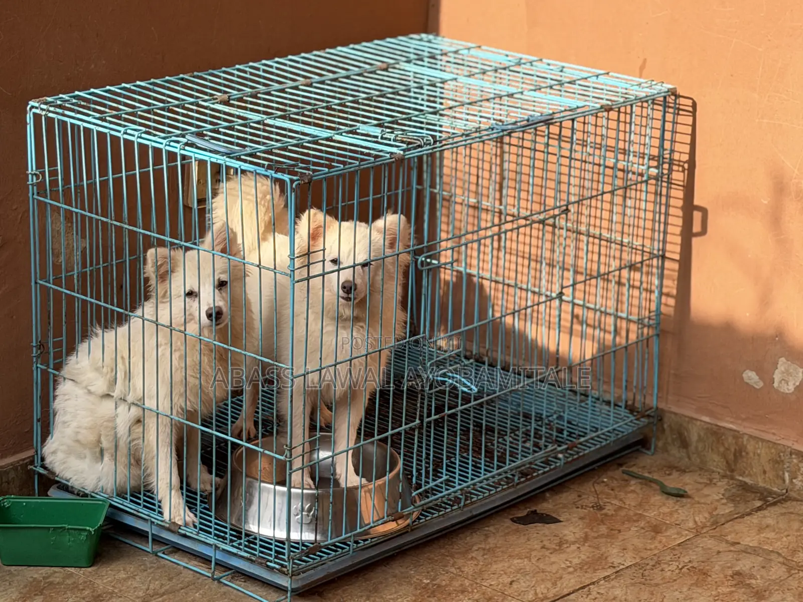 Dog Cage K