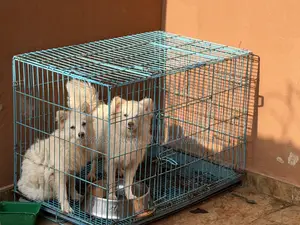 Dog Cage K