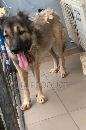1+ year Female Purebred Caucasian Shepherd