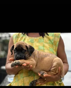 1-3 months Female Purebred Boerboel