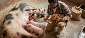 Pure Breed Pigs for Sale