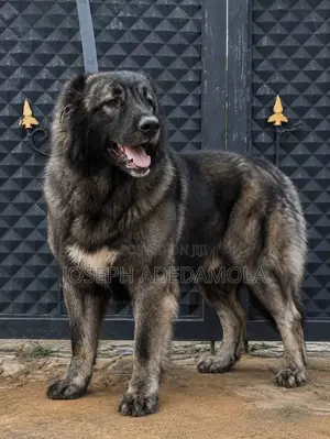 6-12 months Female Purebred Caucasian Shepherd