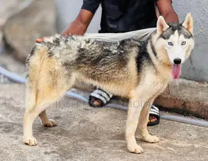 3-6 months Female Purebred Siberian Husky