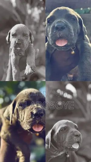 1-3 months Female Purebred Cane Corso