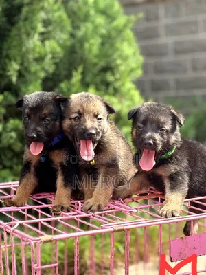 1-3 months Female Purebred German Shepherd