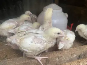 2 Weeks Plus Broilers and Noilers for Sale