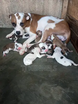 1+ year Female Purebred American Pit Bull Terrier
