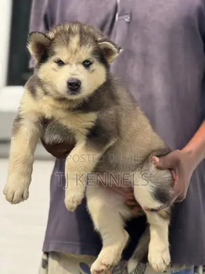 1-3 months Female Purebred Siberian Husky