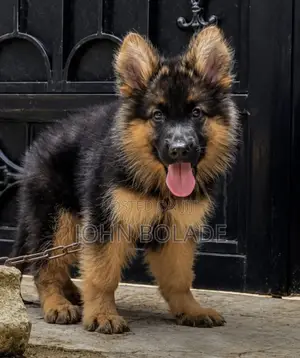 1-3 months Male Purebred German Shepherd