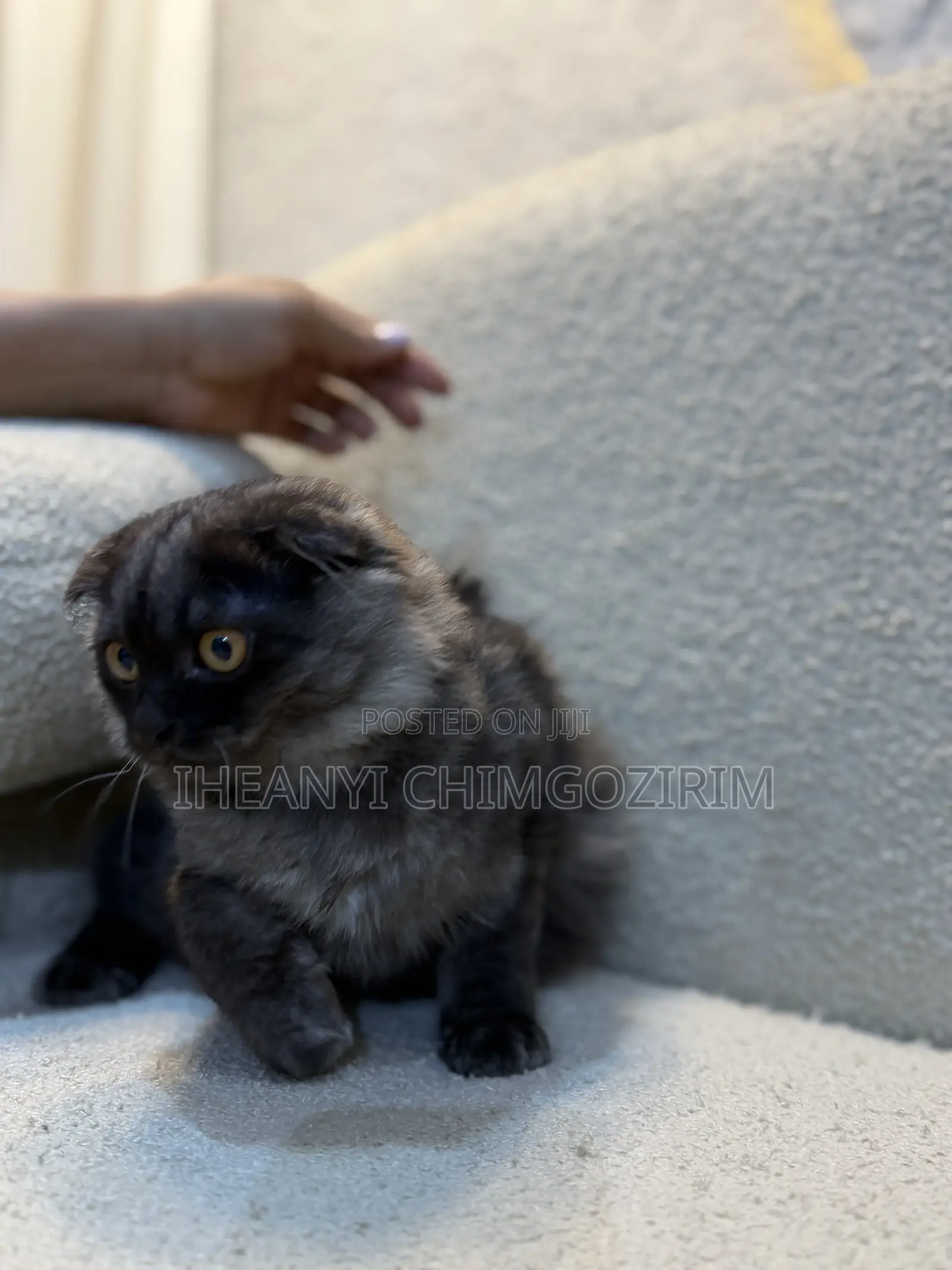 3-6 months Female Mixed Breed Scottish Fold