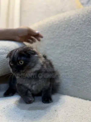 3-6 months Female Mixed Breed Scottish Fold