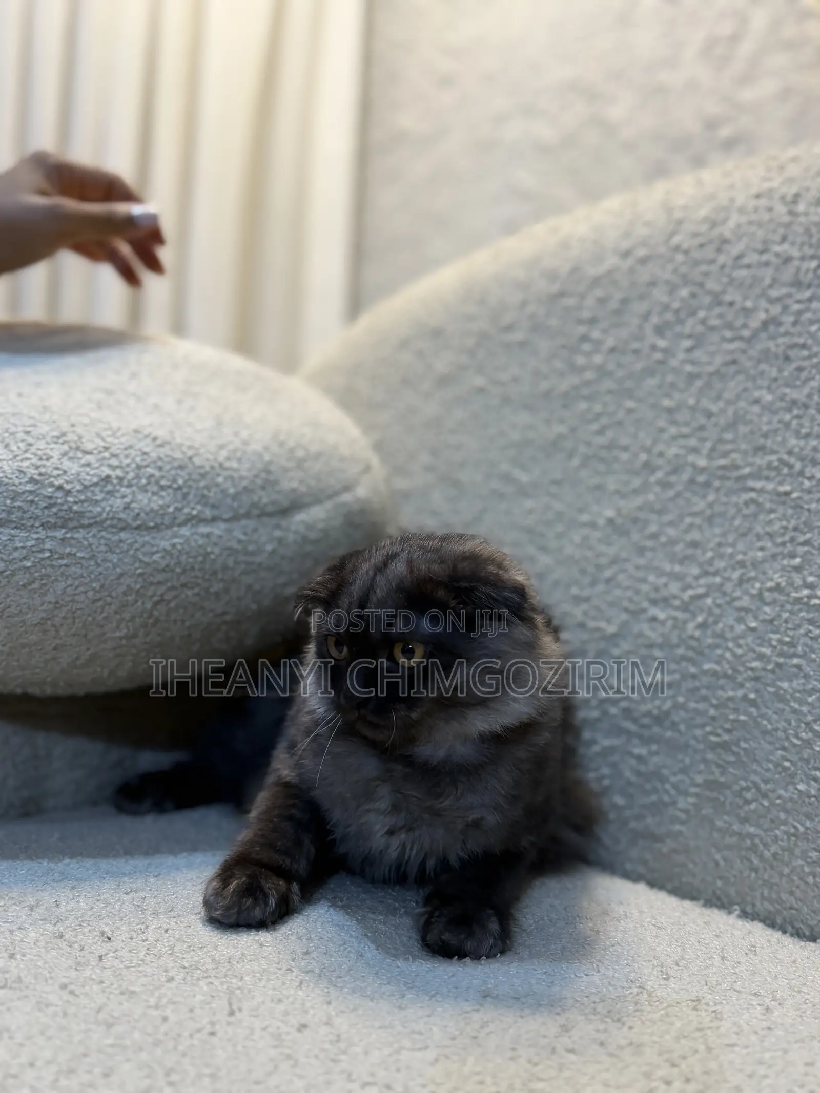 3-6 months Female Mixed Breed Scottish Fold