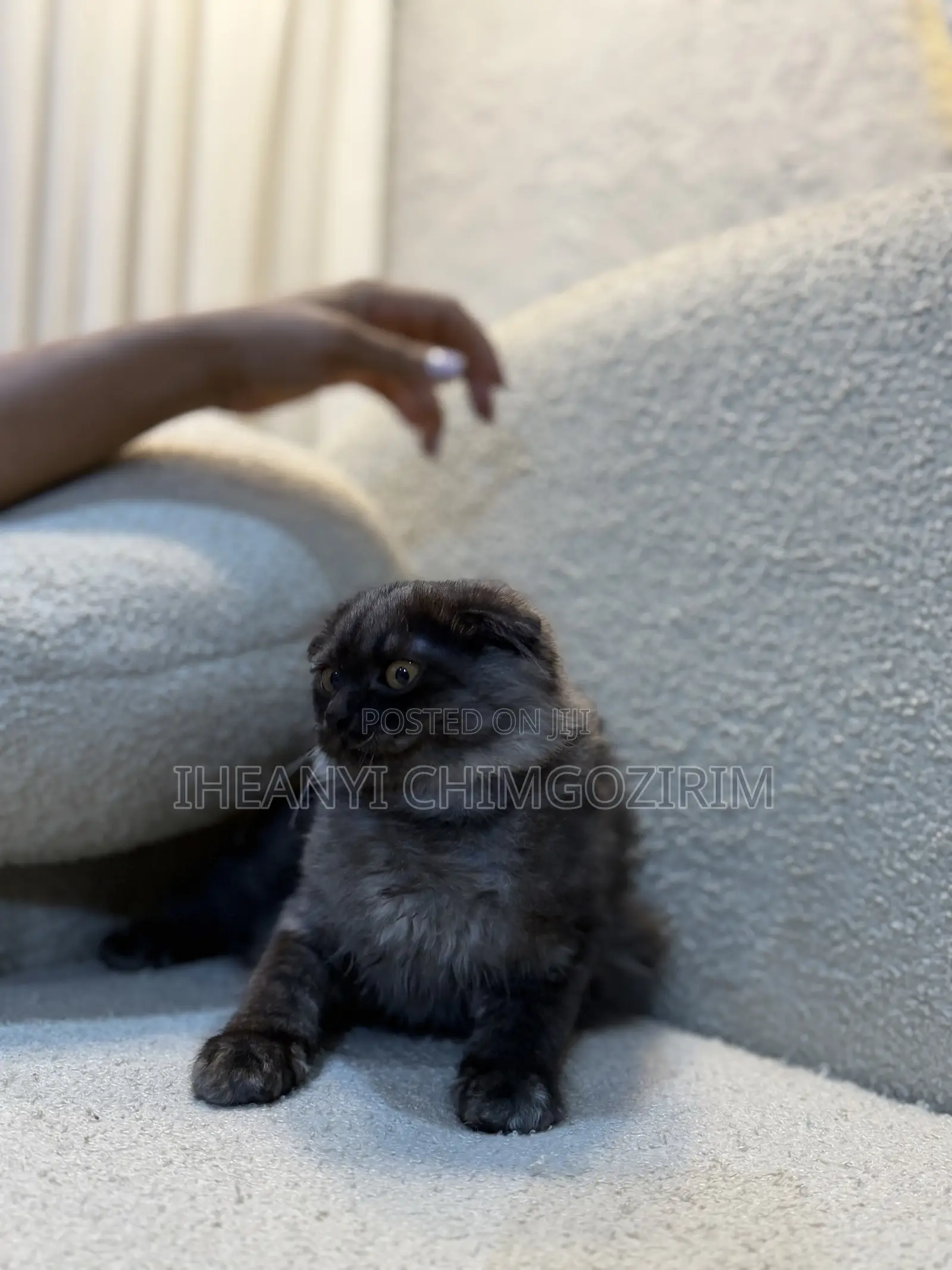 3-6 months Female Mixed Breed Scottish Fold