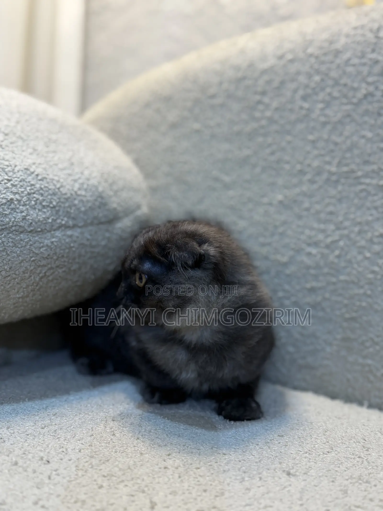 3-6 months Female Mixed Breed Scottish Fold