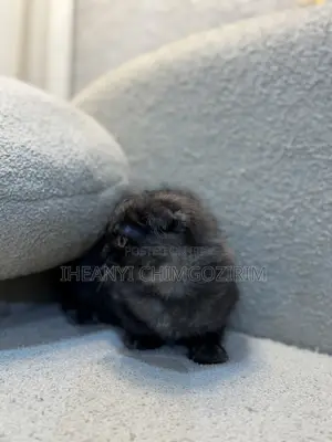 3-6 months Female Mixed Breed Scottish Fold