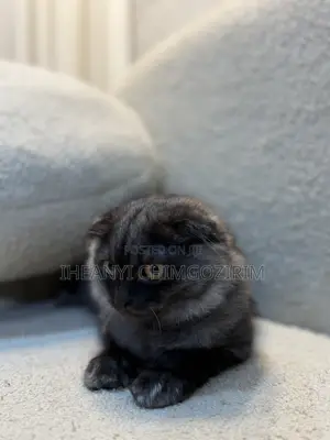 3-6 months Female Mixed Breed Scottish Fold
