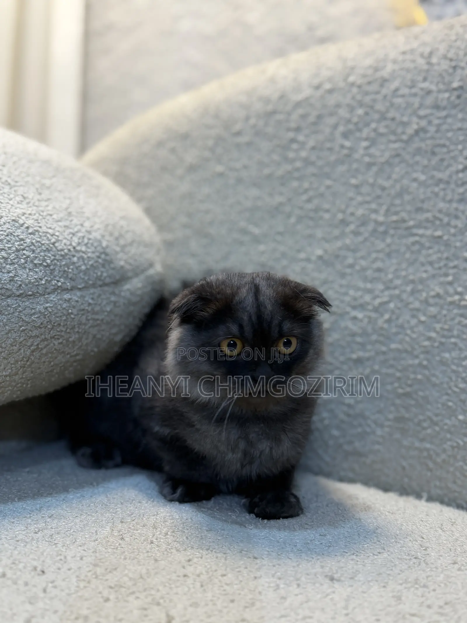 3-6 months Female Mixed Breed Scottish Fold