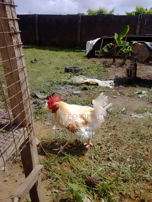 Chicken (Noiler)