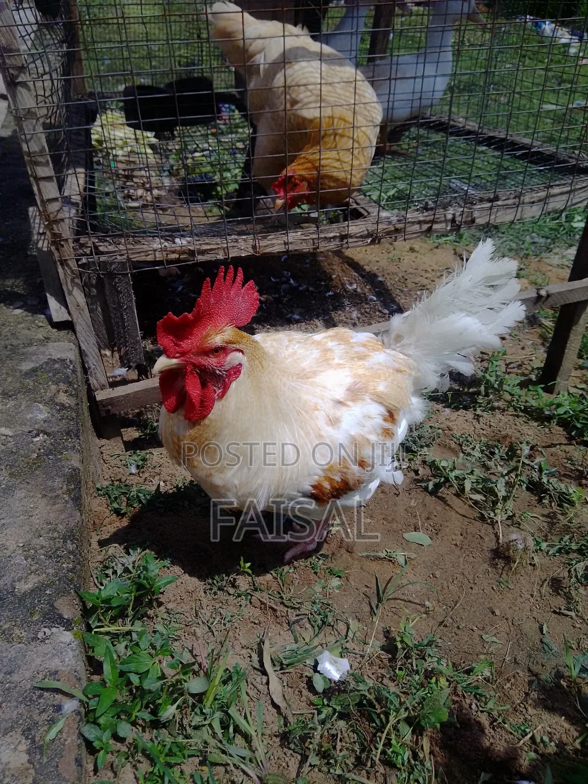 Chicken (Noiler)