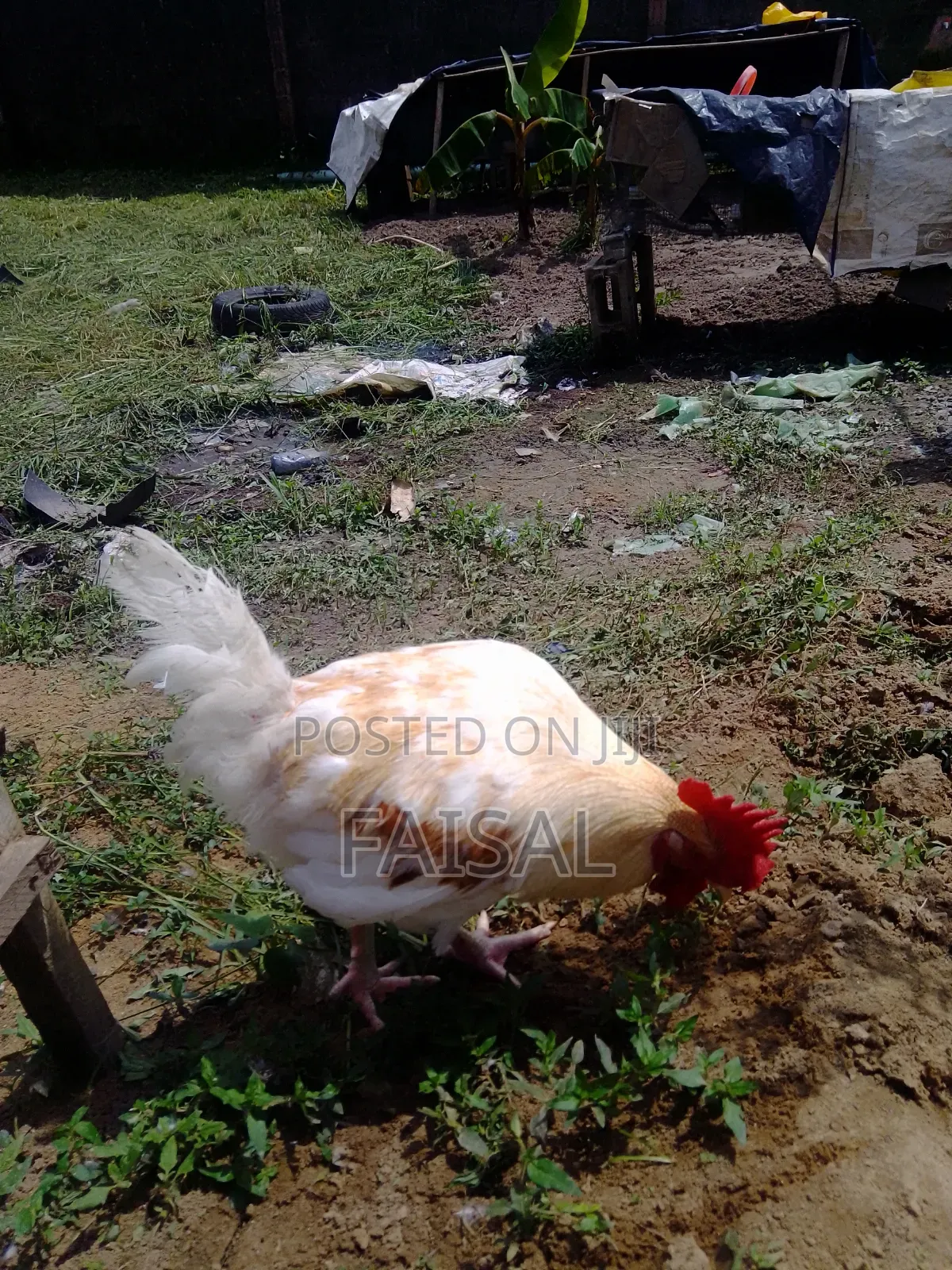 Chicken (Noiler)
