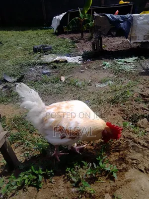 Chicken (Noiler)
