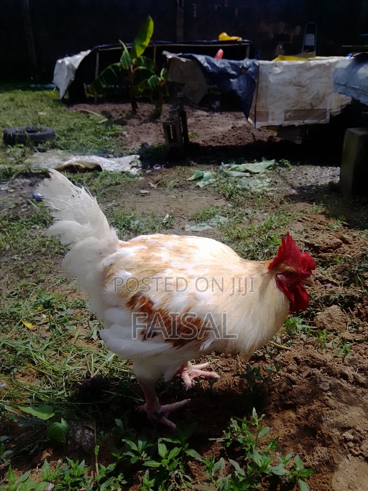Chicken (Noiler)