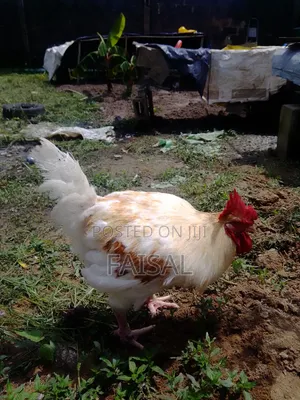 Chicken (Noiler)