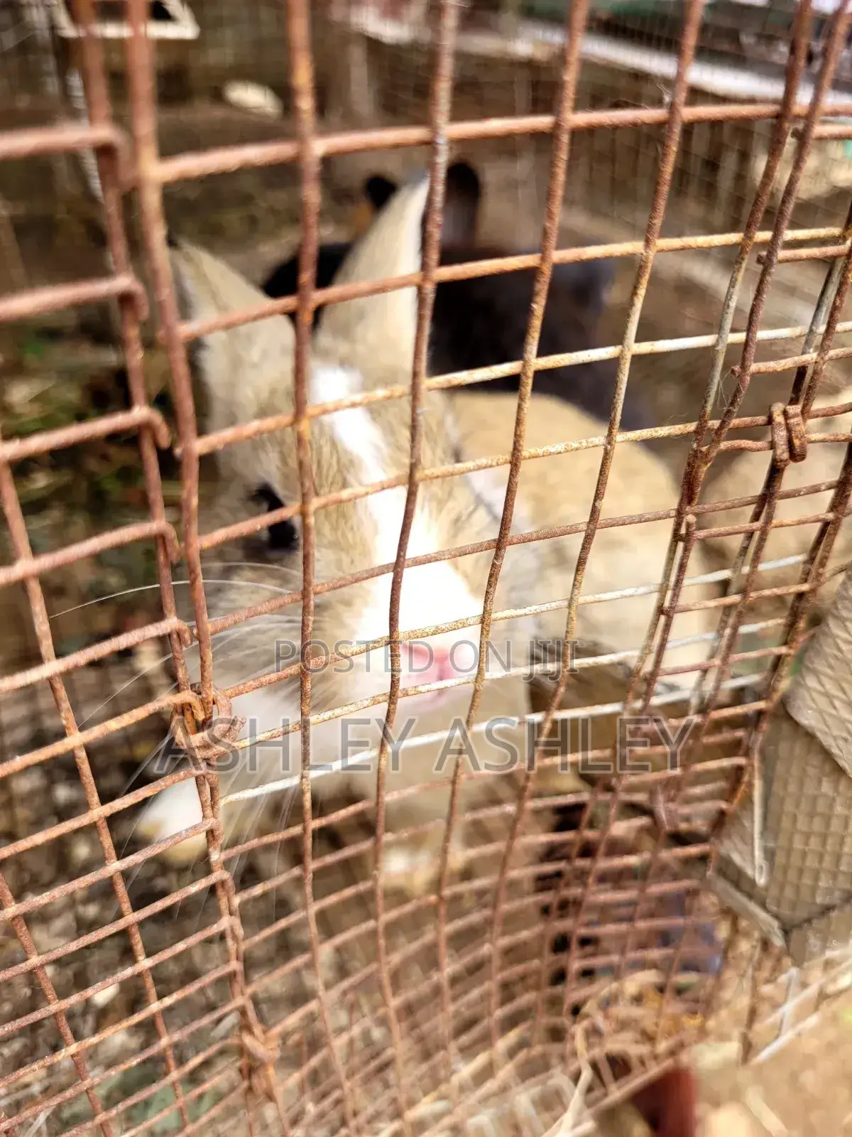 5 Months Old Mixed Bread Rabbit for Sale