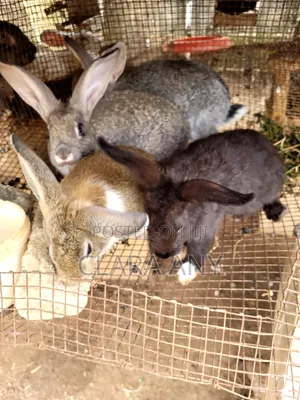 3 Months Old Mixed Bread Rabbit for Sale