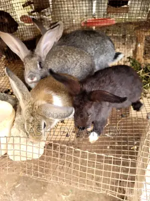 5 Months Old Mixed Bread Rabbit for Sale