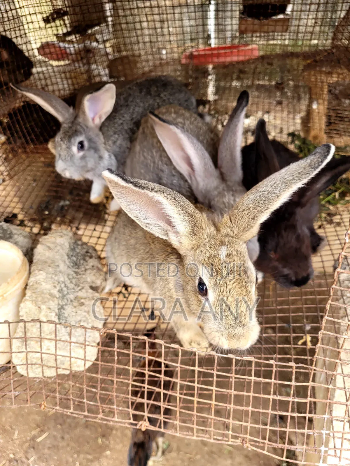 3 Months Old Mixed Bread Rabbit for Sale