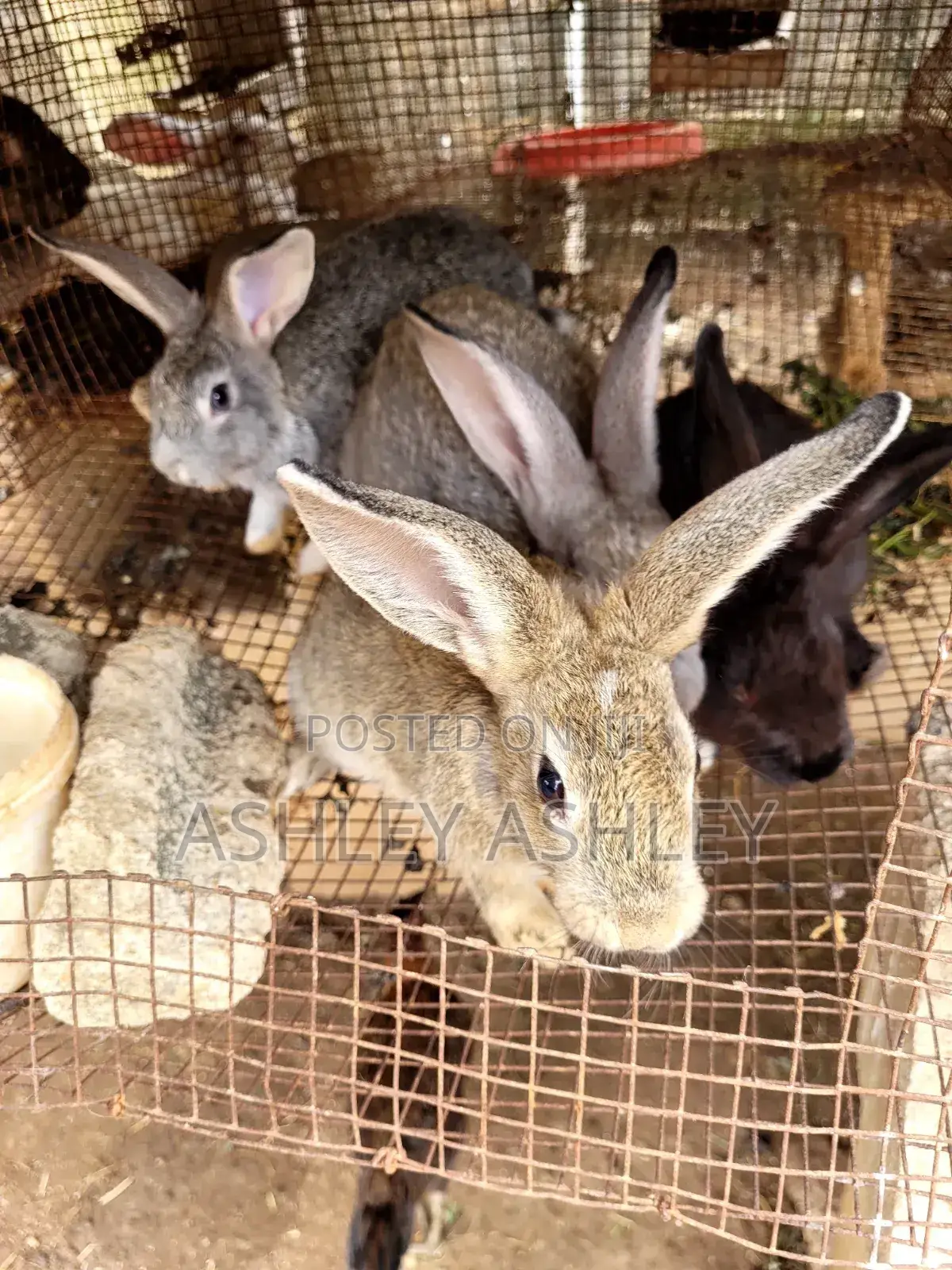 5 Months Old Mixed Bread Rabbit for Sale