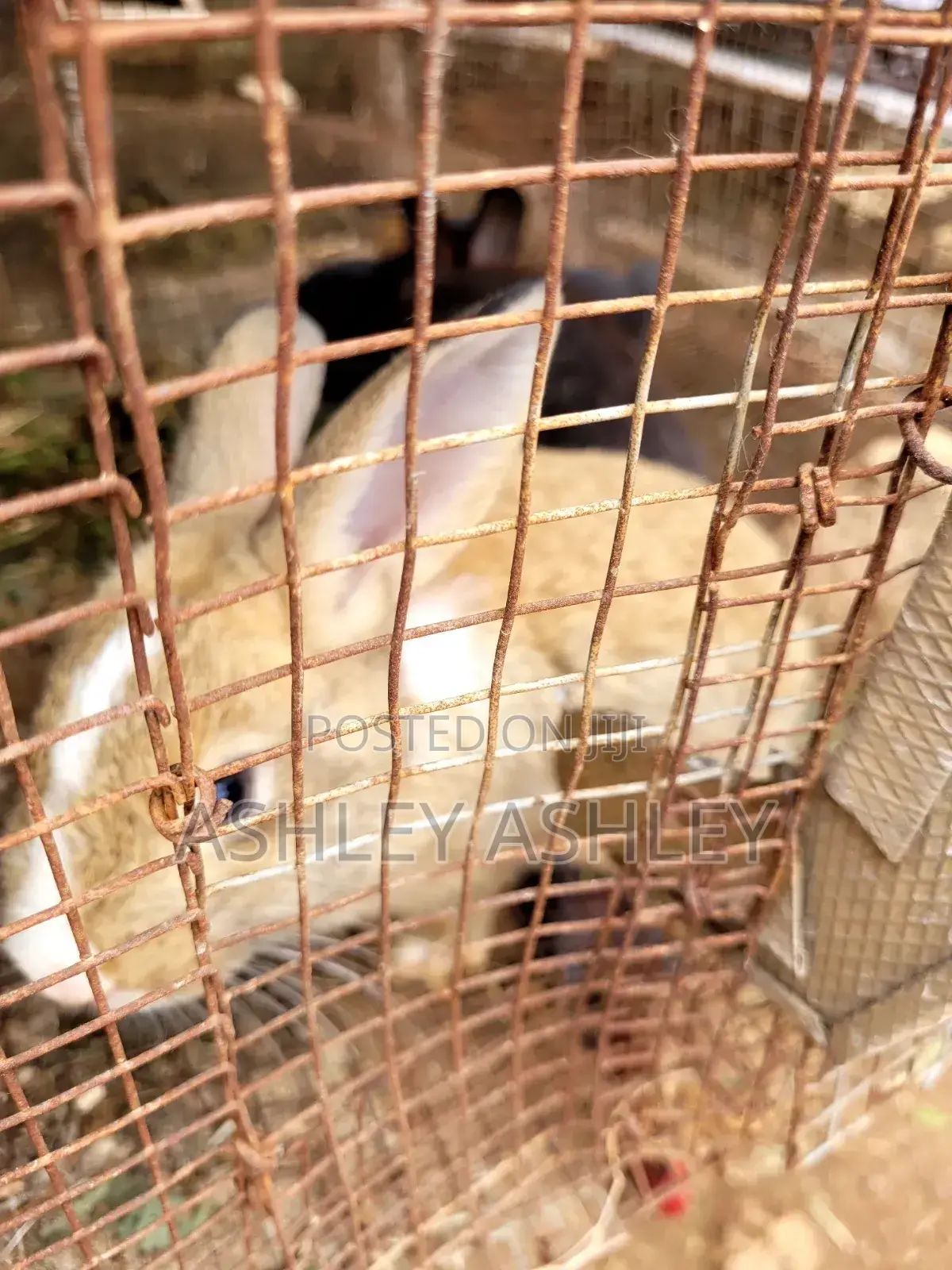 5 Months Old Mixed Bread Rabbit for Sale