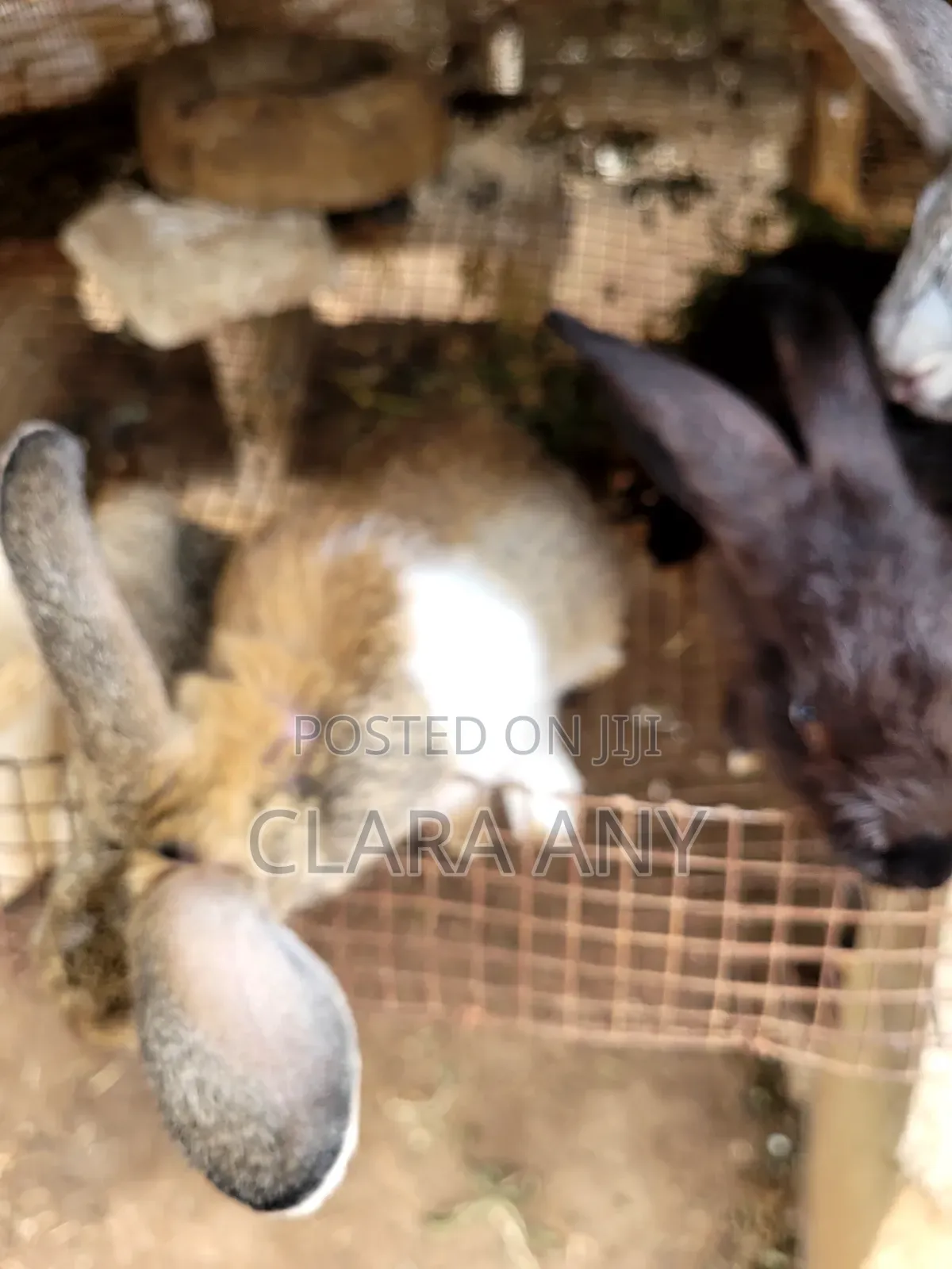 3 Months Old Mixed Bread Rabbit for Sale