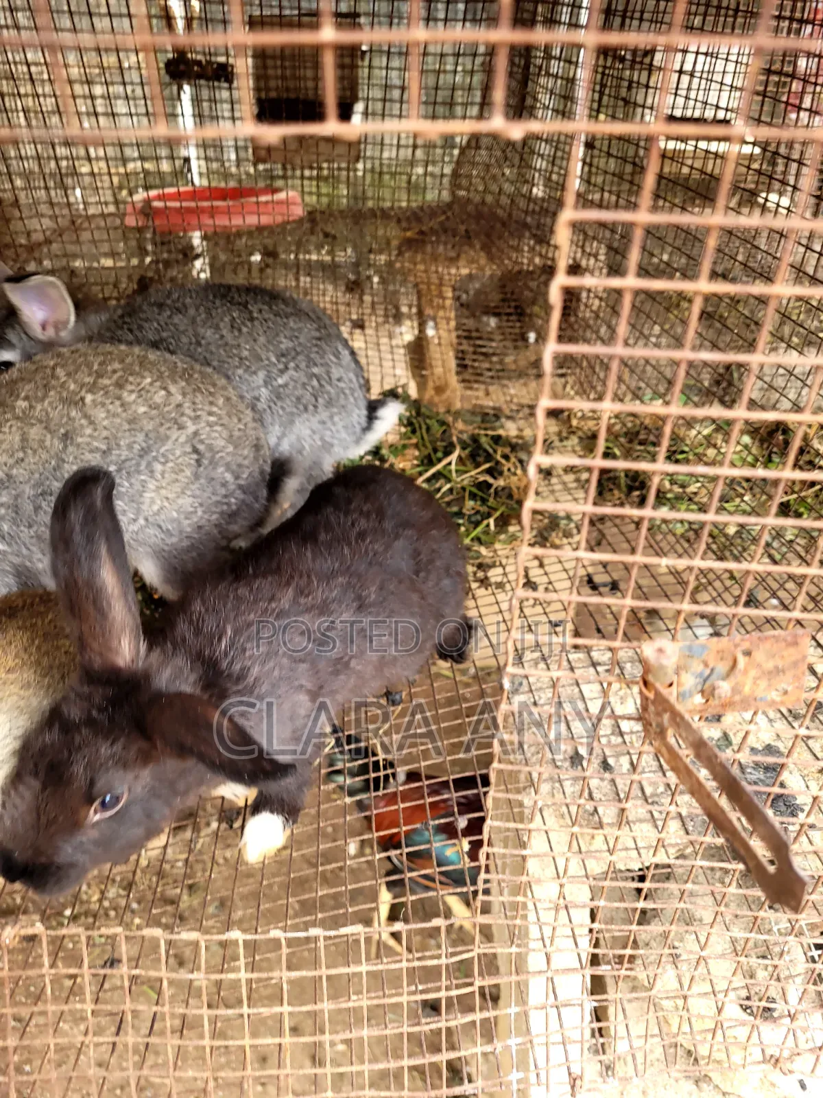 3 Months Old Mixed Bread Rabbit for Sale