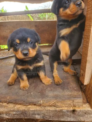 1-3 months Male Purebred Rottweiler
