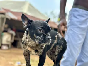3-6 months Male Purebred French Bulldog