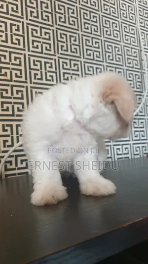 1-3 months Male Purebred Lhasa Apso