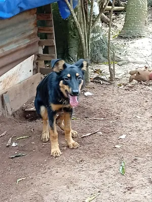 6-12 months Female Purebred German Shepherd