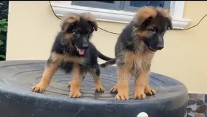 1-3 months Female Purebred German Shepherd
